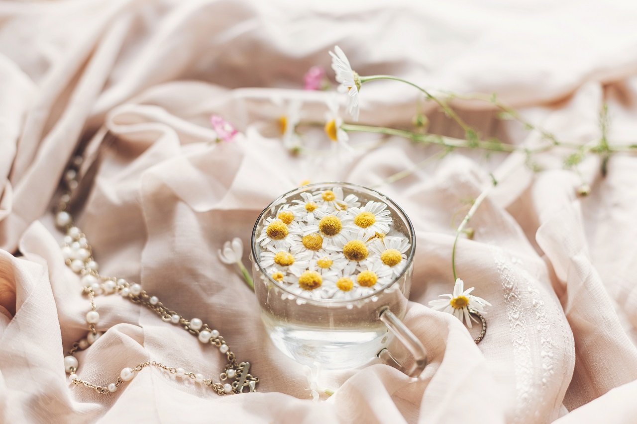 daisy flowers in water in glass cup on background 2023 11 27 05 02 30 utc