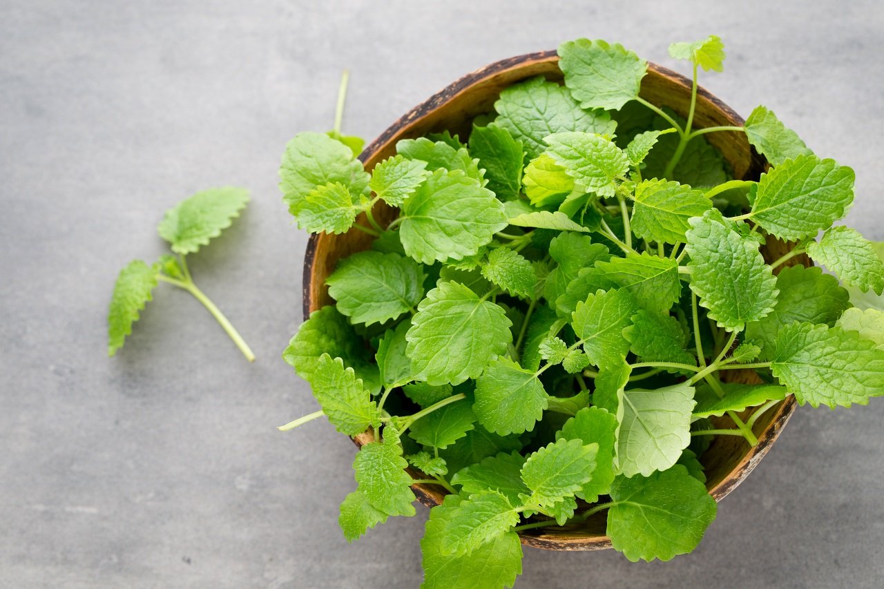 fresh raw mint leaves on gray background 2023 11 27 05 16 46 utc