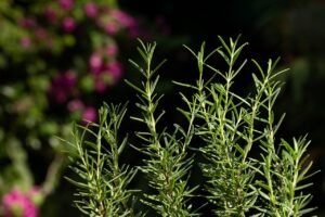 fresh rosemary herb grow outdoor rosemary leaves 2023 11 27 05 05 08 utc