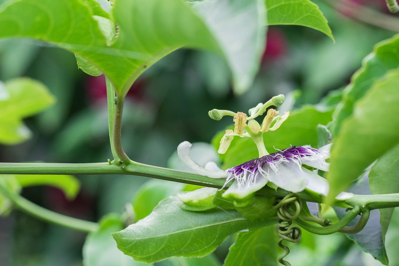 passiflora edulis pollinated passion fruit flower 2023 11 27 05 04 46 utc